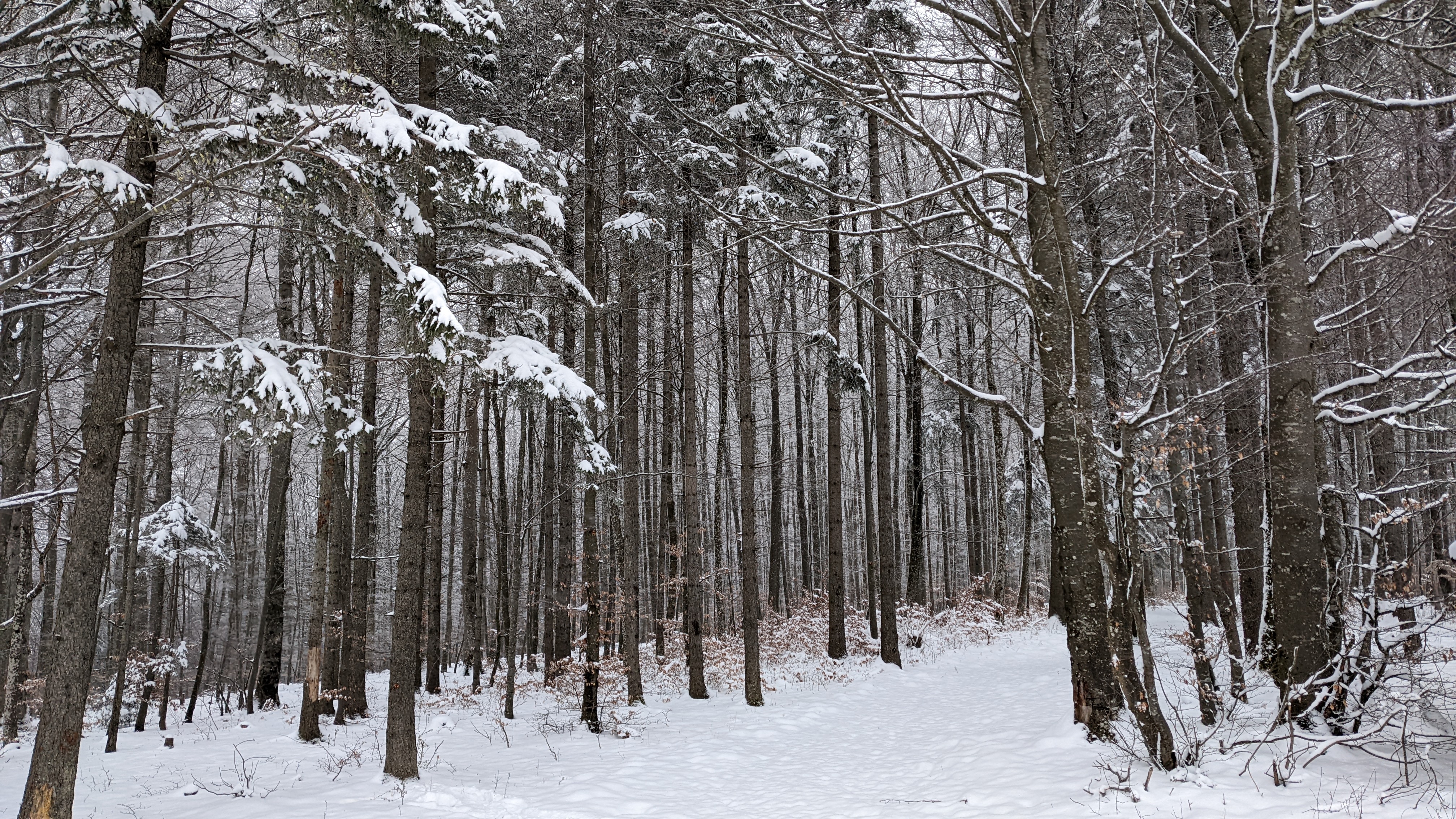 Snowy forest trail near Blumberg