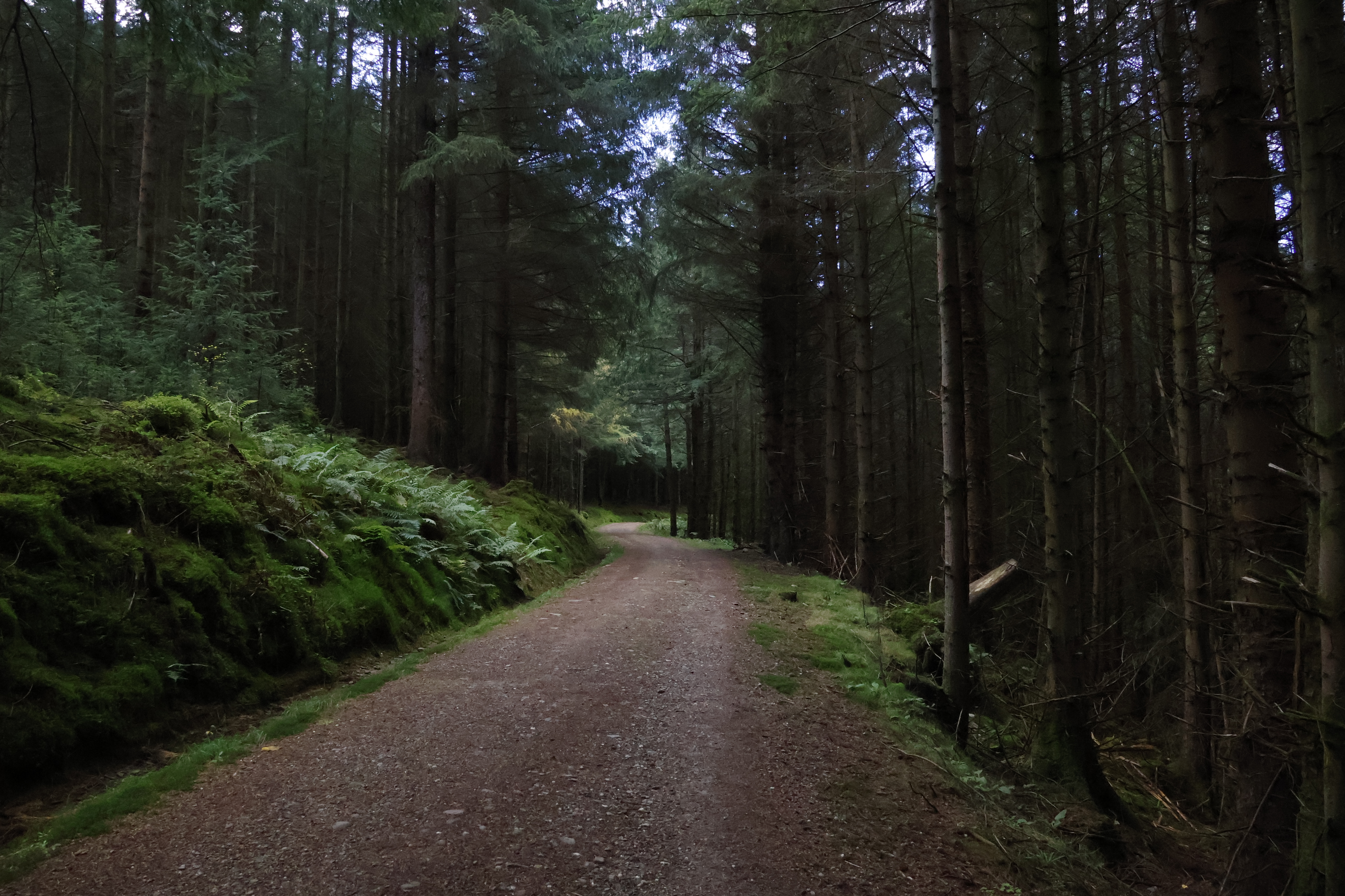 Gravel forest road between tall conifers and moss-covered banks