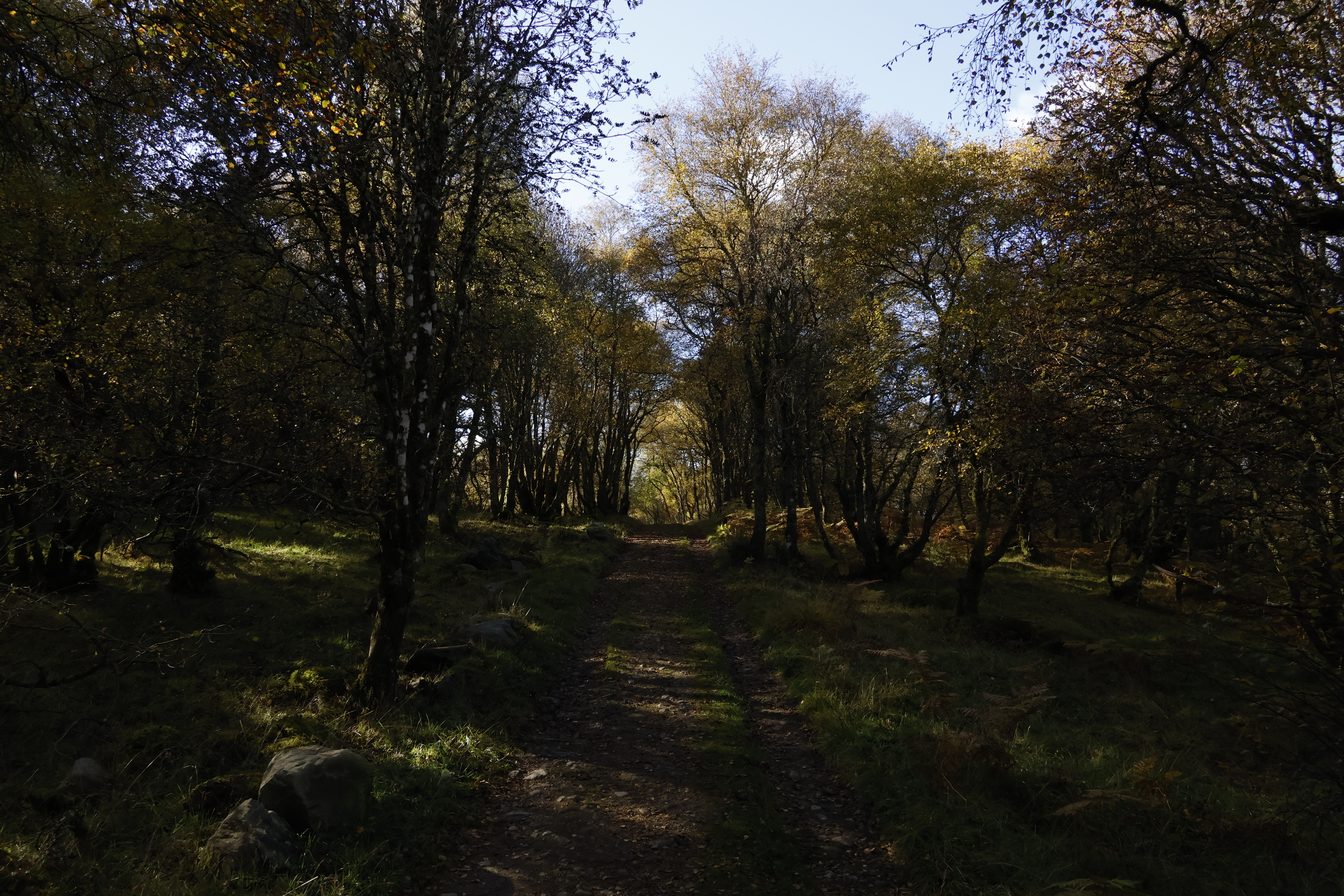 Path through birch trees in autumn light