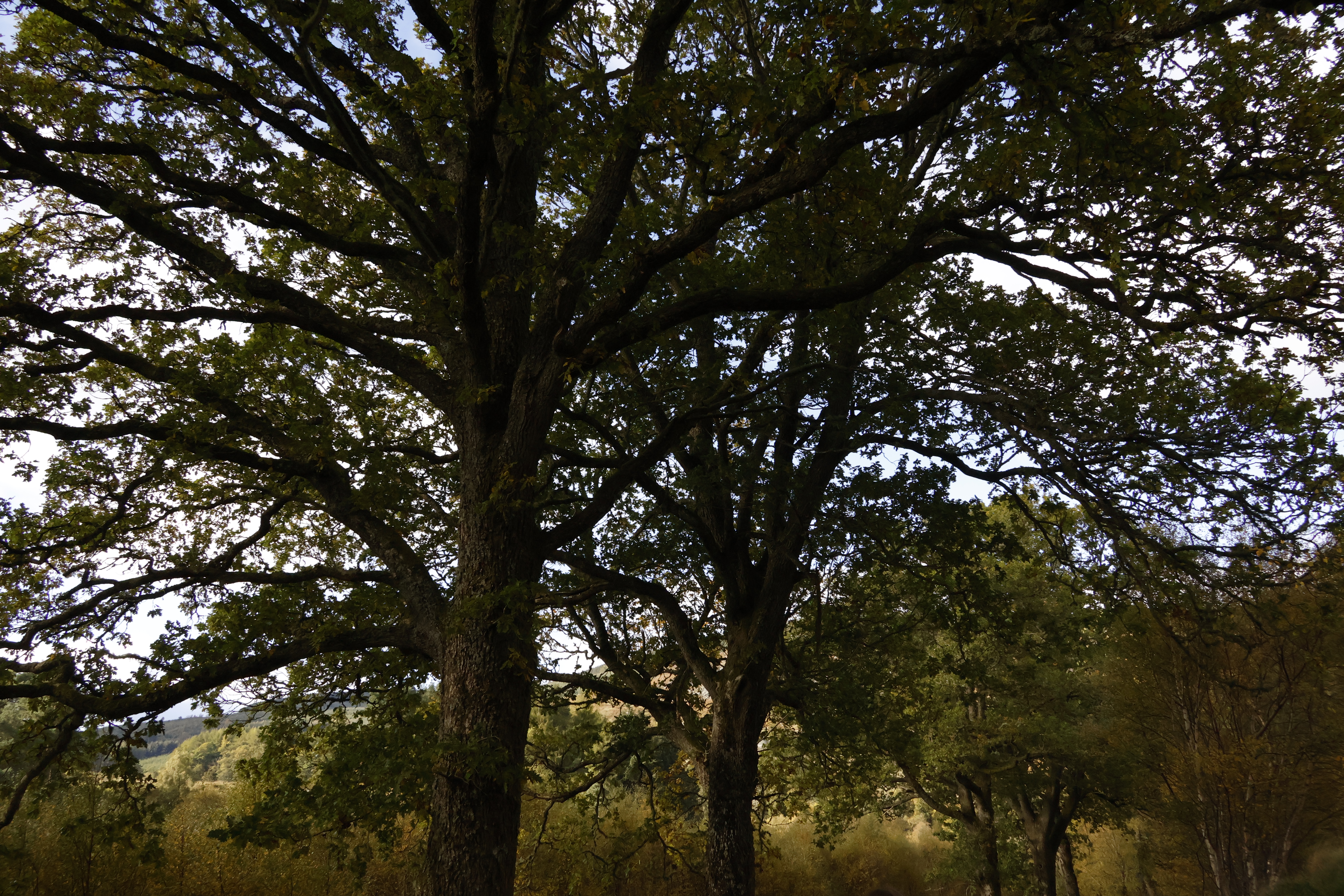 Two large oak trees with a wide canopy
