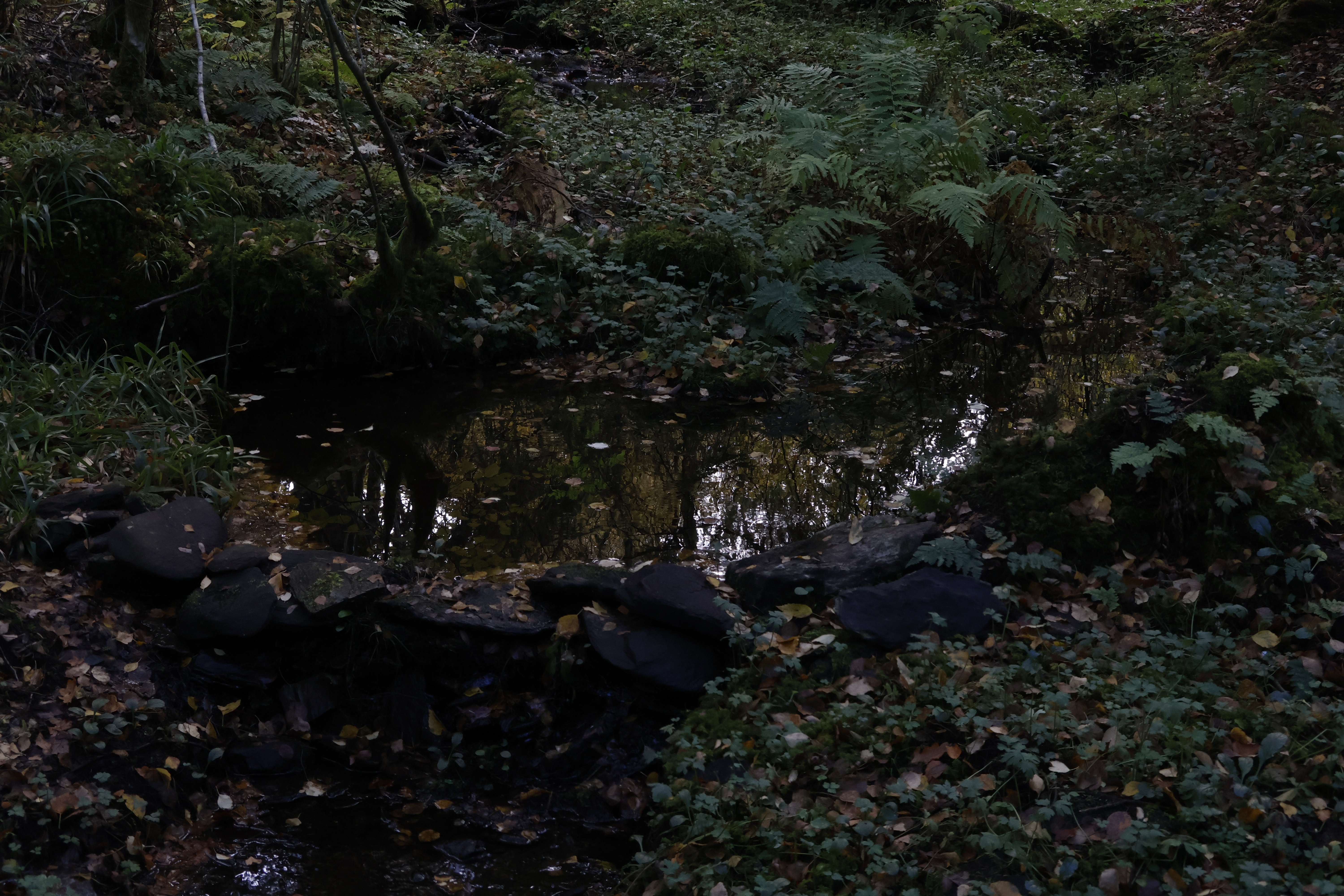 Dark forest pool among ferns and fallen leaves