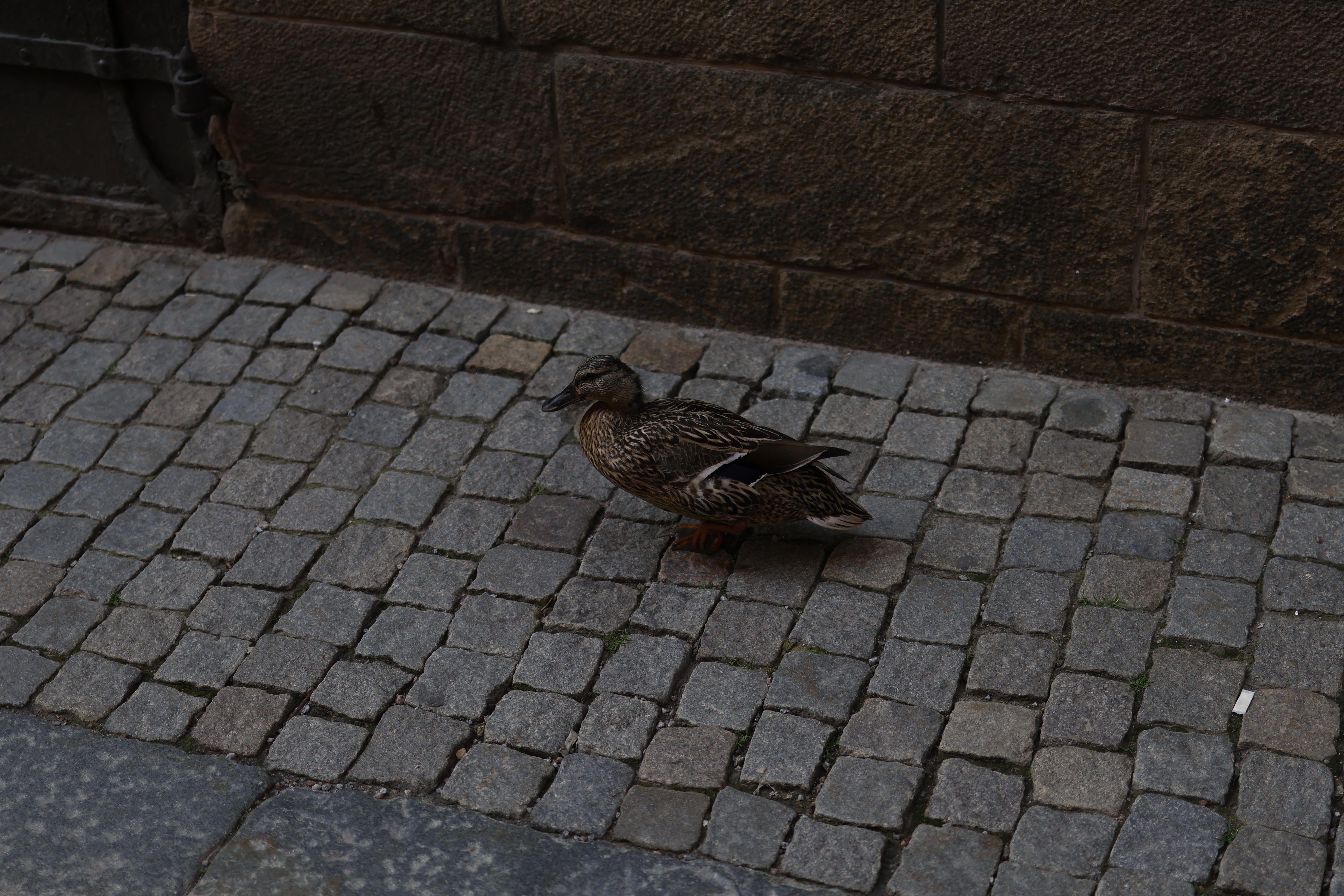Duck on cobblestones in Gamla Stan